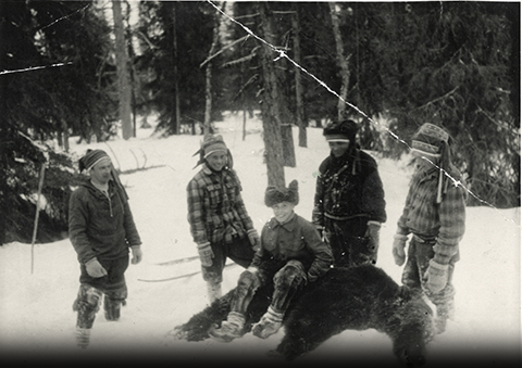 Kuva 9. Karhu on kaadettu. Kuva Lauri Anneberg.